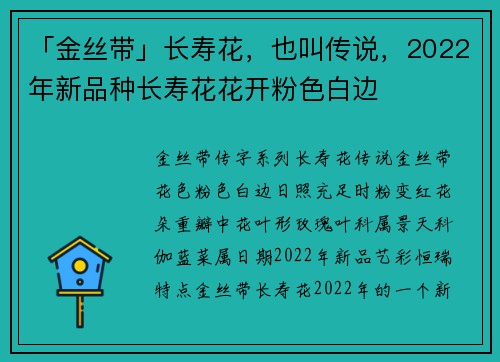 「金丝带」长寿花，也叫传说，2022年新品种长寿花花开粉色白边